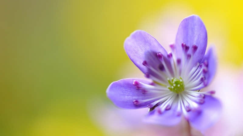 植树节标语